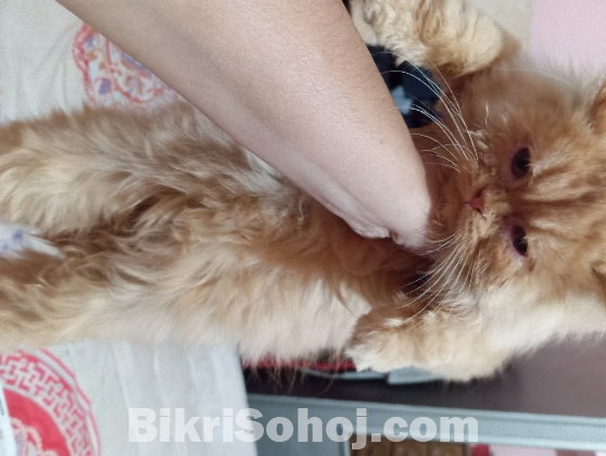 Traditional white male persian